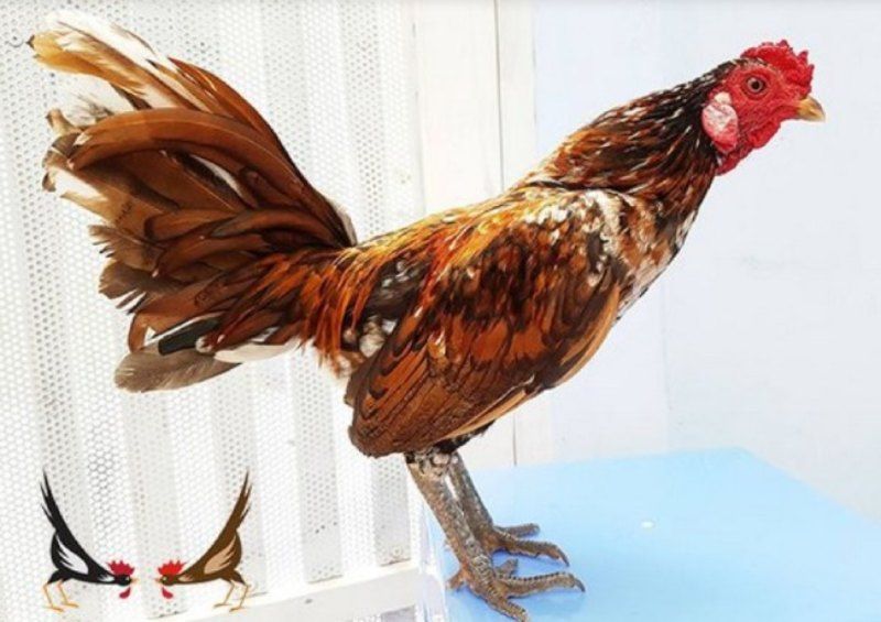 Khám phá màu mạng của giống gà khét