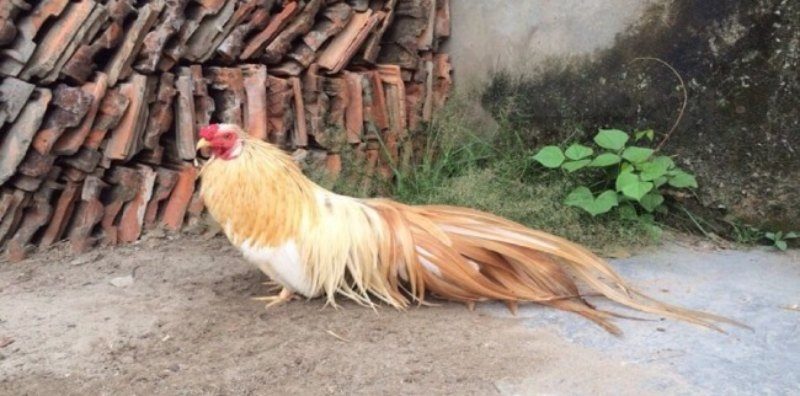 Gà khét là chiến kê có sức chiến đấu cao