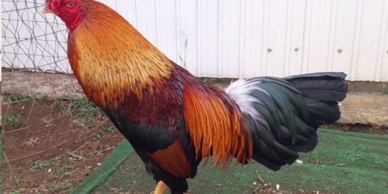 Rõ nét và cân đối