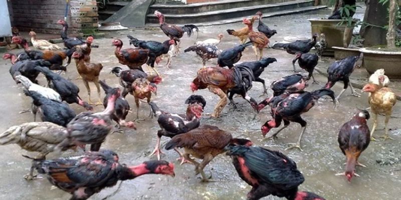 Một số lưu ý trong quá trình nuôi gà lai chọi sọc