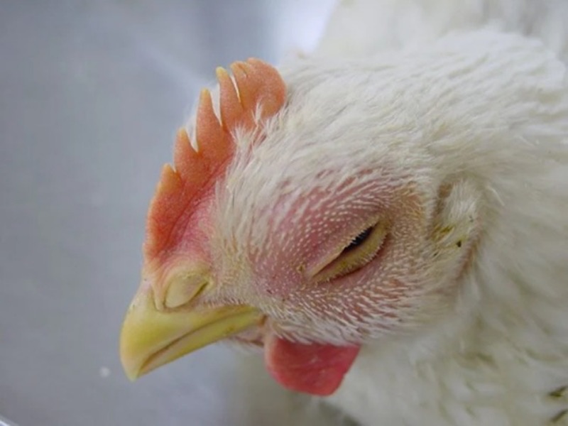 Bước 3: Điều trị triệu chứng