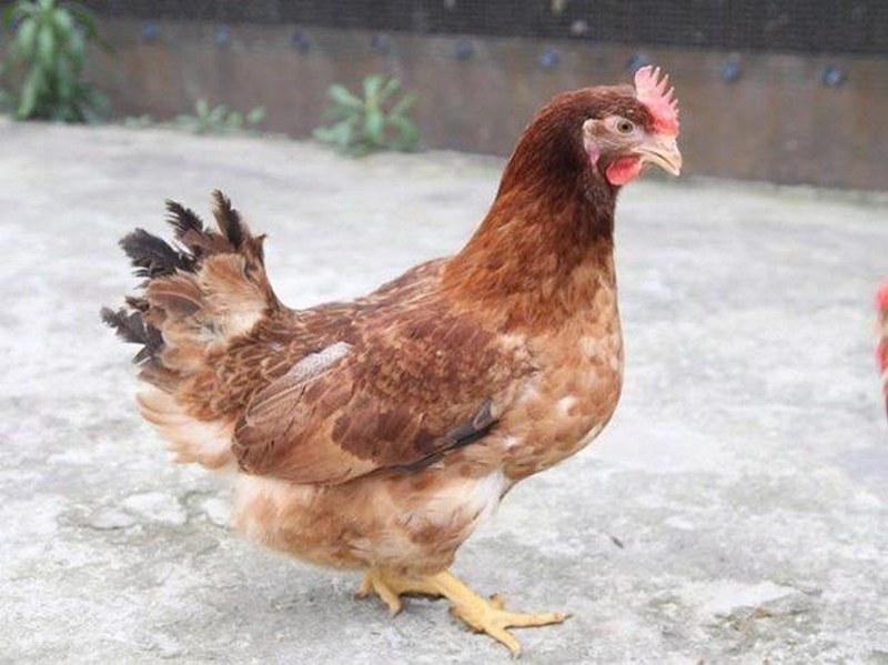 Những lợi ích tuyệt vời khi nuôi gà mái dầu