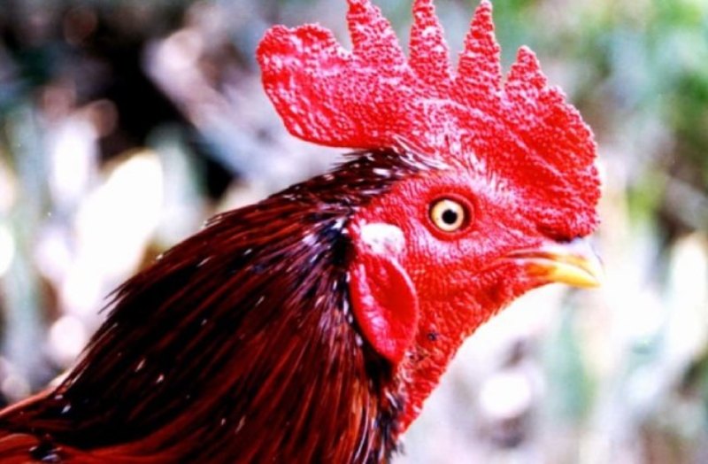 Tìm hiểu chi tiết về giống gà mồng vua