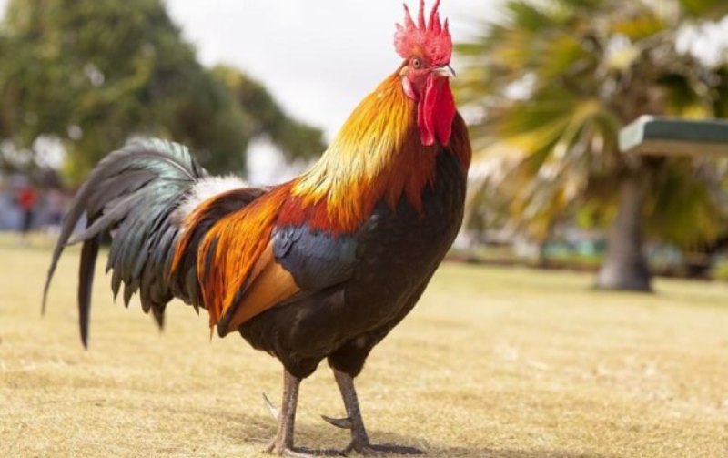 Có nên huấn luyện gà mồng vua thi đấu hay không?