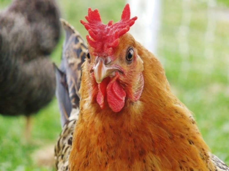 Gà mào vua không có độ linh hoạt cao