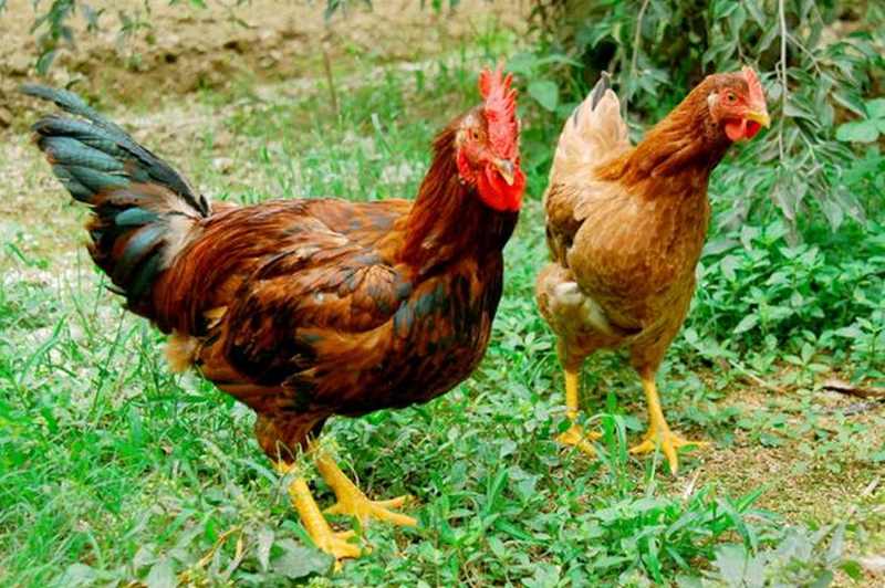 Gá có nguồn gốc từ Sơn Tây, Hà Nội