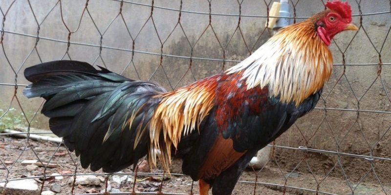 Có những giống nòi gà ngũ sắc như thế nào?