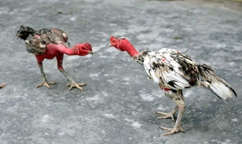 Những thông tin về giống gà nòi của Việt Nam