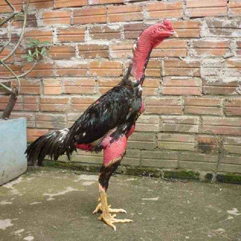 Phân biệt ba giống gà tại ba miền