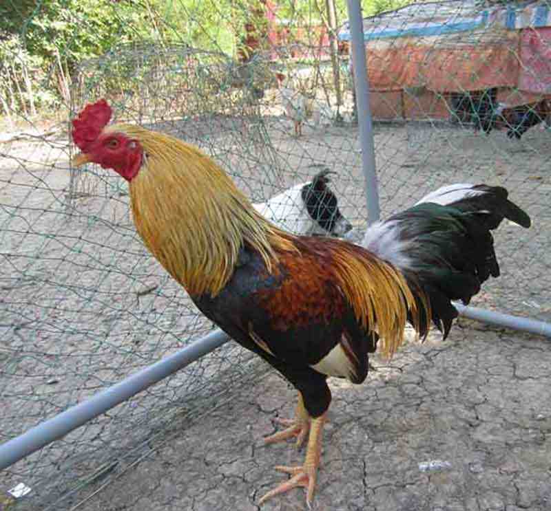 Gà nòi chợ Lách nổi tiếng với kỹ thuật xuất sắc