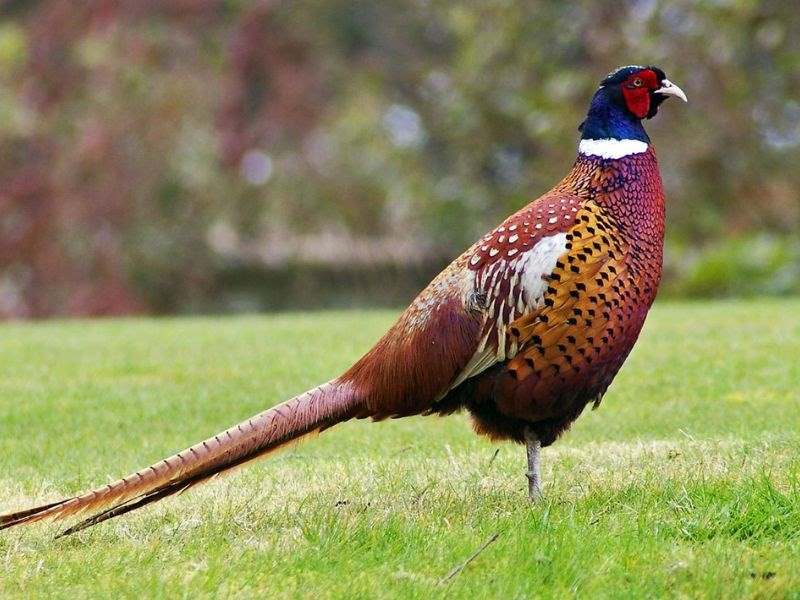 Gà Lôi đã có lịch sử phát triển từ hàng triệu năm trước.