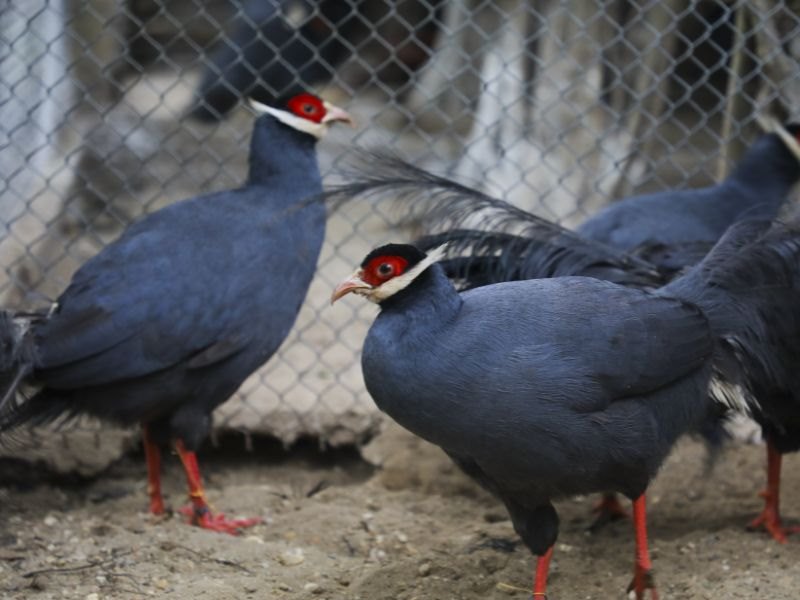 Gà lôi thường dùng tiếng gáy đặc biệt để thu hút bạn tình.