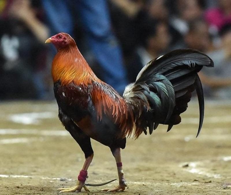 Gà Peru có thân hình khá gọn gàng