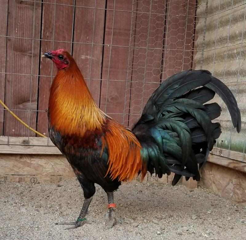 Giống gà này có tính cách vô cùng hiếu chiến
