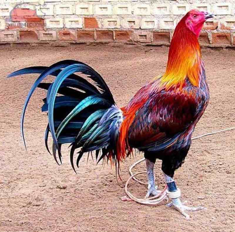Gà Peru có khả năng chiến đấu mạnh mẽ