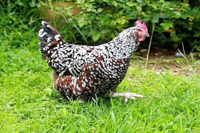 Cùng giải đáp một số câu hỏi về gà plymouth