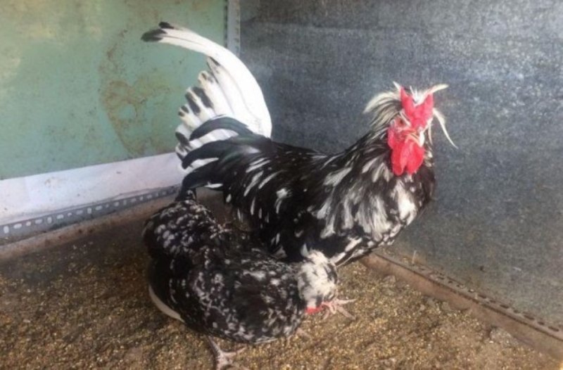 Thể lực tốt, phát triển nhanh