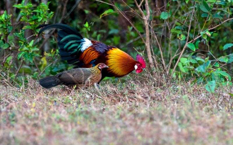 Giá trị kinh tế của gà rất lớn