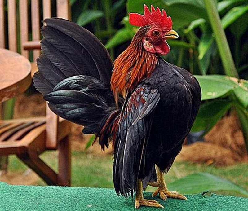 Đây là một giống gà lùn