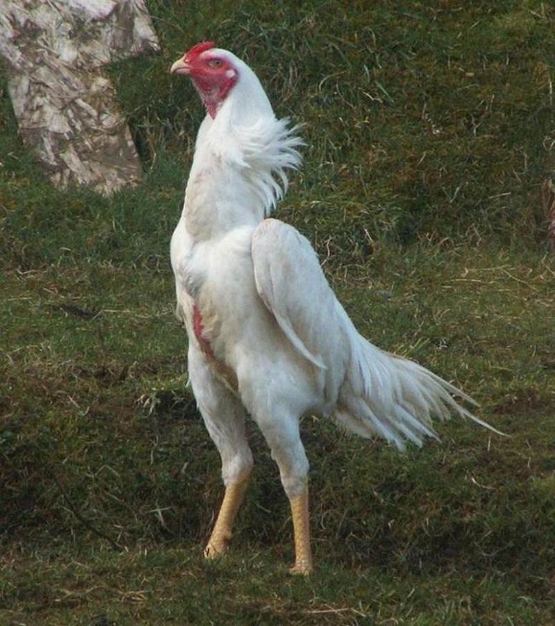 Tìm hiểu chung về giống gà shamo