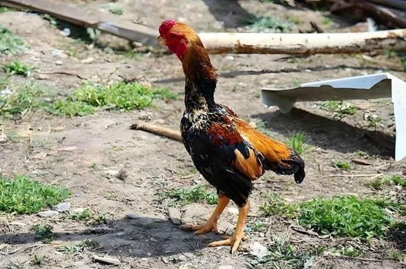 Các bộ phận