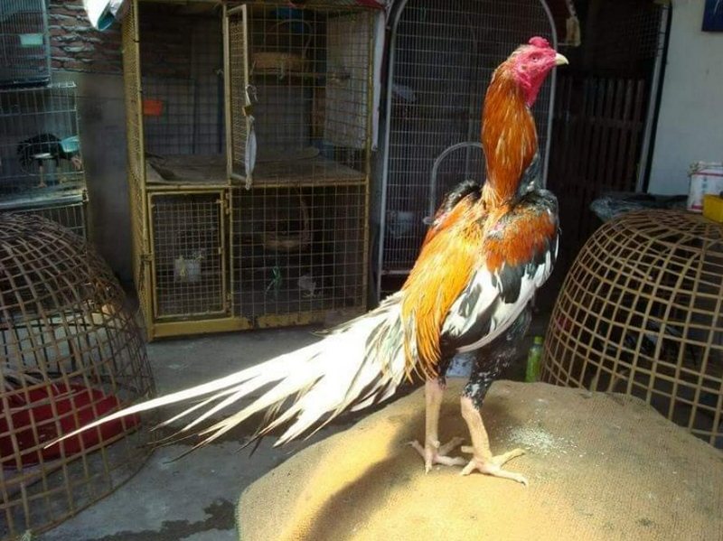 Gà Chu-Shamo