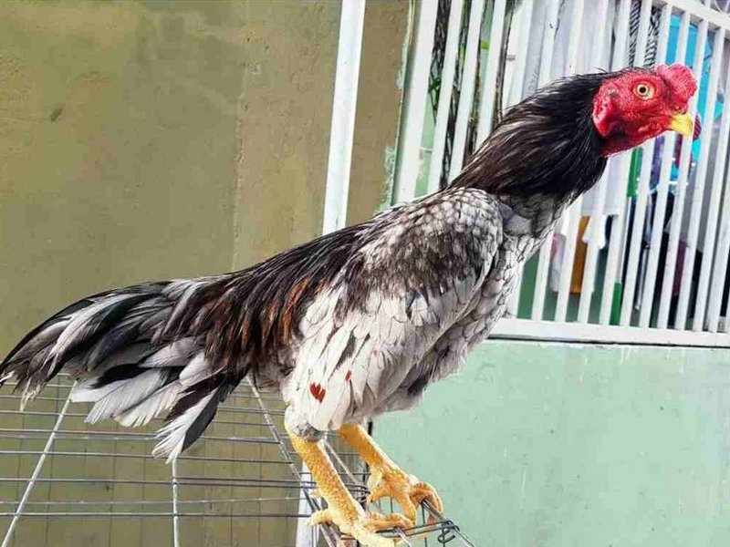 Giá trị kinh tế cao