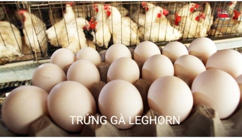 Giống gà siêu trứng đến từ Ý - Leghorn