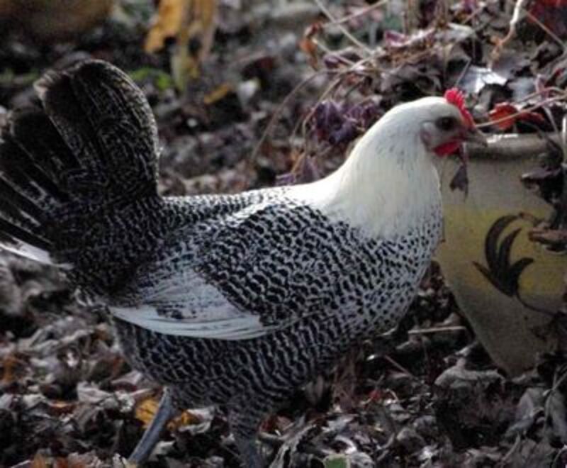 Giống gà lấy trứng nguồn gốc Ai Cập 