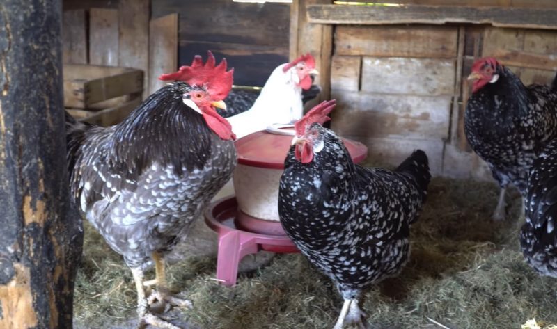 Gà Ancona - giống gà đẻ siêu trứng trong một năm