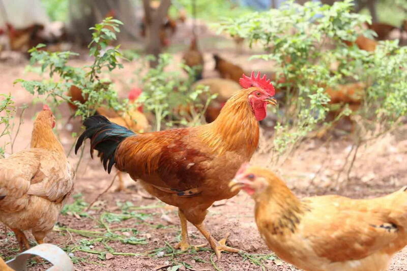 Lưu ý về cách chọn thức ăn cho gà Tàu Vàng