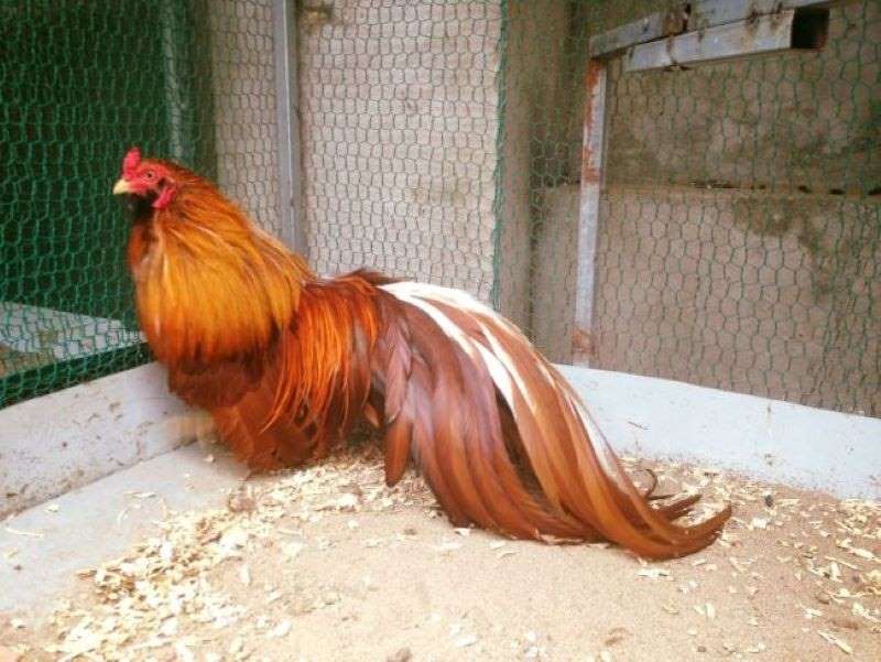 Bộ lông đuôi dài và xòe rộng quyến rũ