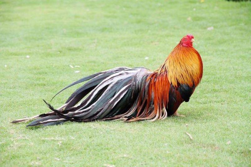 Thân hình gà tre thon gọn, khỏe khoắn