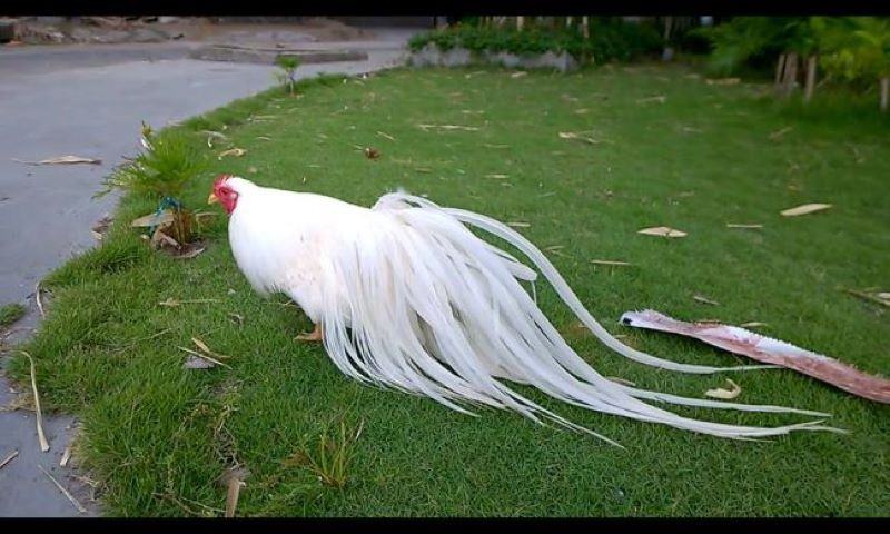 Điều chỉnh lượng thức ăn đa dạng và cân đối