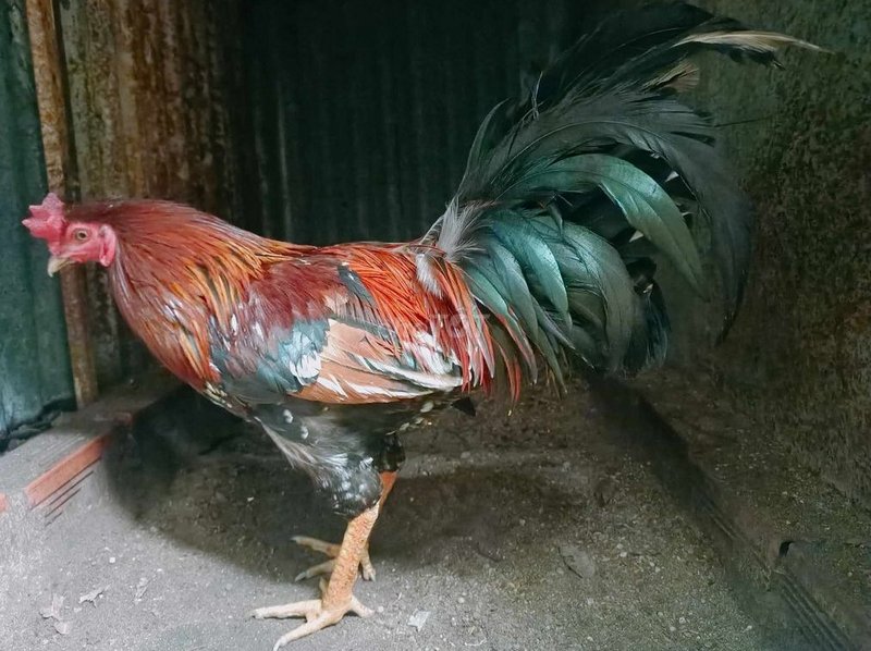 Chế độ dinh dưỡng