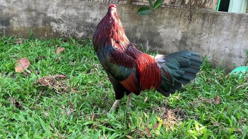 Gà xanh mồng trích là gì? Có nguồn gốc từ đâu?