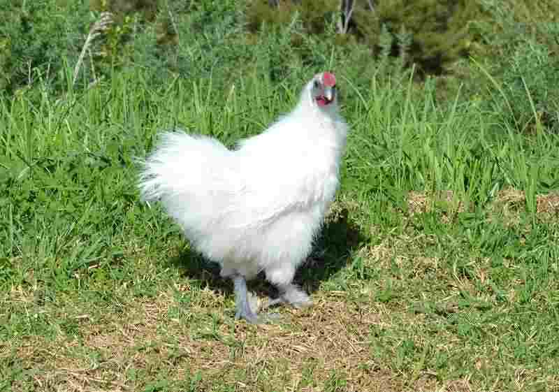 Nguồn gốc xuất xứ từ đất nước Việt Nam