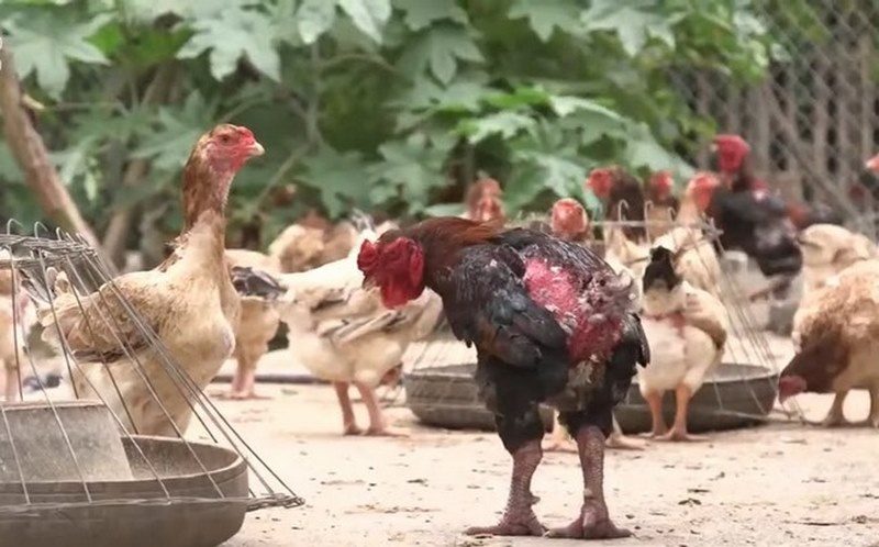 Các dòng gà chọi lai từ gà Móng Đỏ