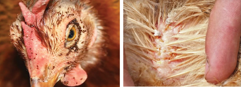 Thông tin chi tiết về loài ký sinh mạt gà