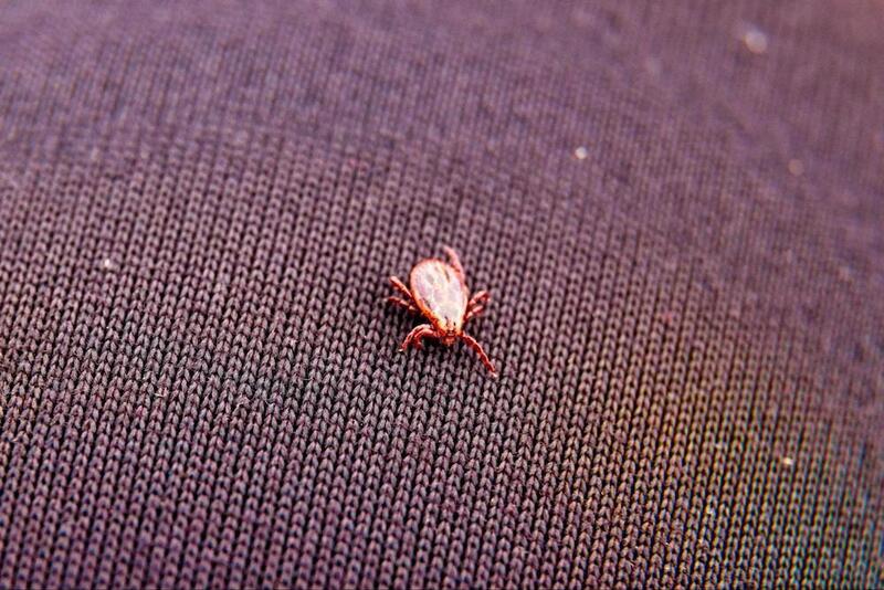 Nguyên nhân gây ra tình trạng bị mạt gà kí sinh