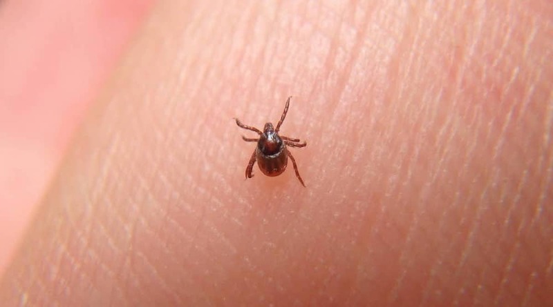 Sử dụng các loại thuốc đặc trị để diệt mạt gà