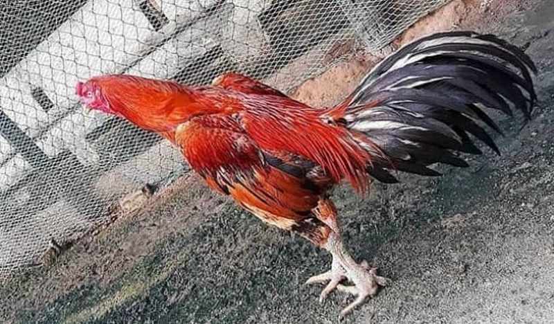 Một trong những điều kiêng kỵ phổ biến nhất trong đá gà là màu mạng kỵ nhau