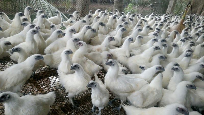 khám phá thông tin quan trọng của loài gia cầm đặc biệt