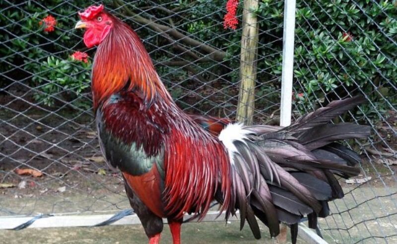 Ý nghĩa của chiến kê trong các trận đấu gà