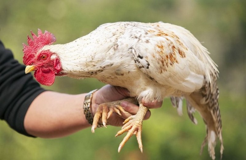 Tìm hiểu nguồn gốc, xuất xứ của giống gà 9 cựa