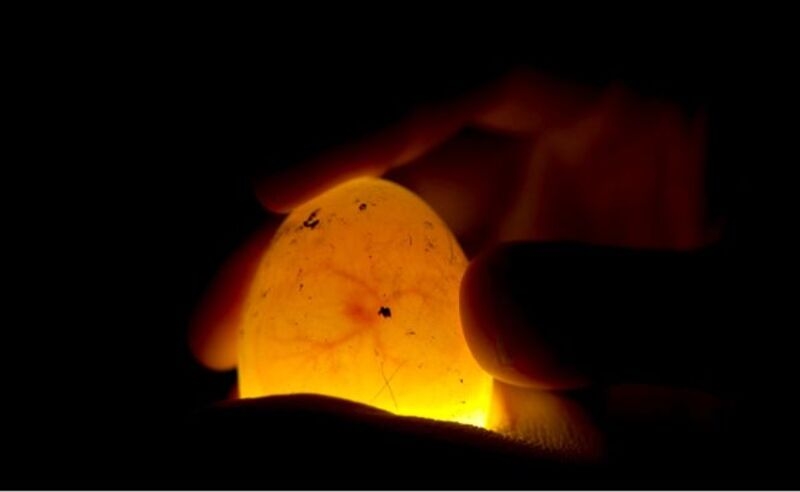 Quả trứng đạt chuẩn chất lượng sẽ nhìn thấy được cả phôi và mạch máu.