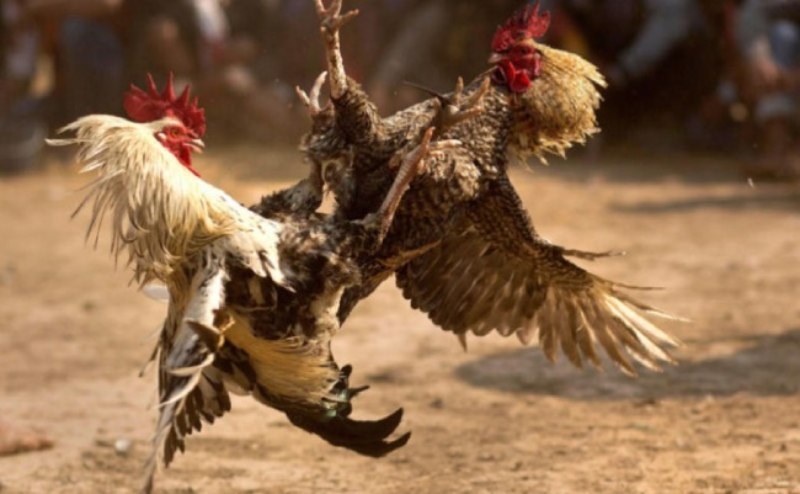 Thuốc chữa bệnh giúp gà chiến luôn khỏe mạnh