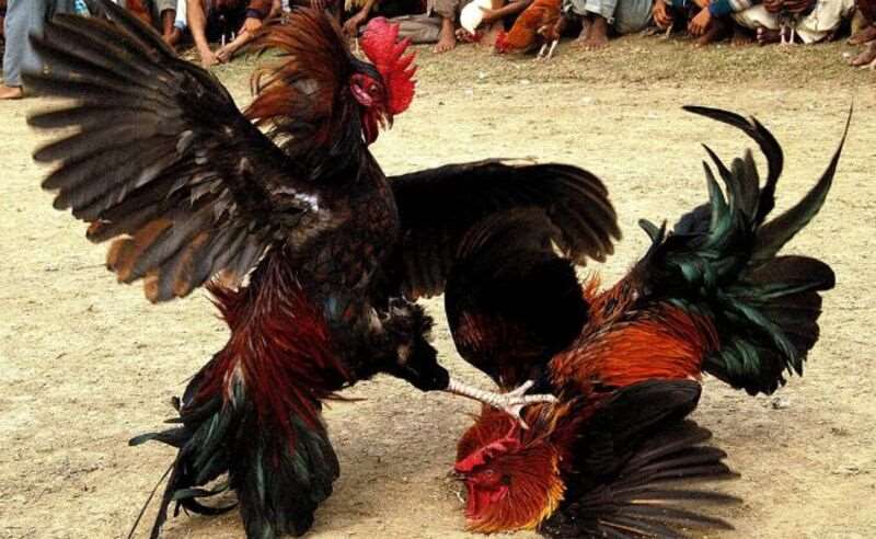 Tình thế trận đấu xoay chiều sau cú đá chí mạng của “Chàng Ngoan”.