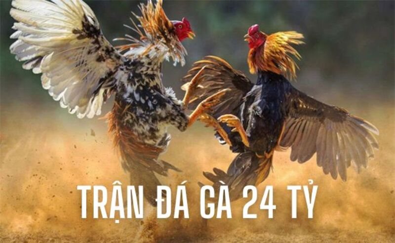 Tìm hiểu các thông tin về trận đá gà 24 tỷ gây sốt cõi mạng