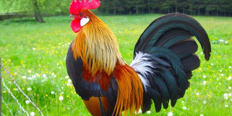 Yếu tố di truyền